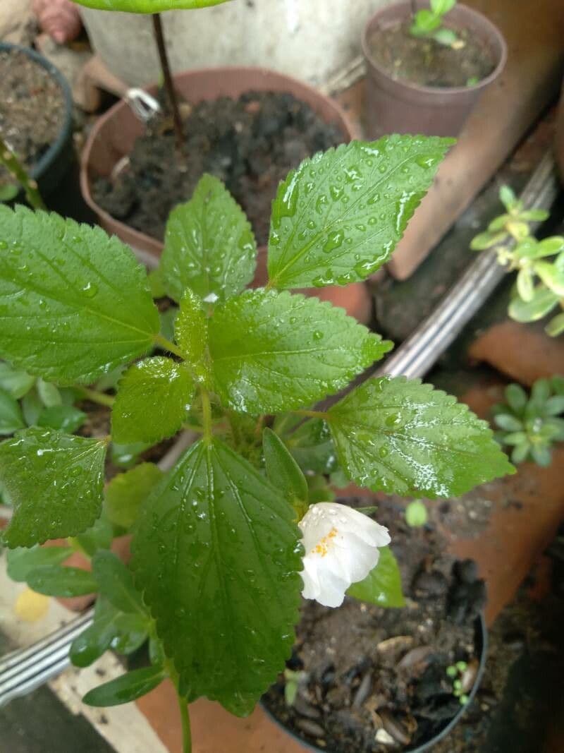 Sida spinosa 17