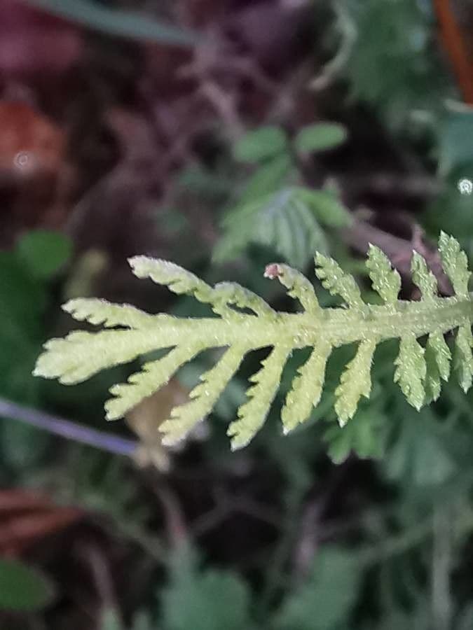 Achillea odorata 12