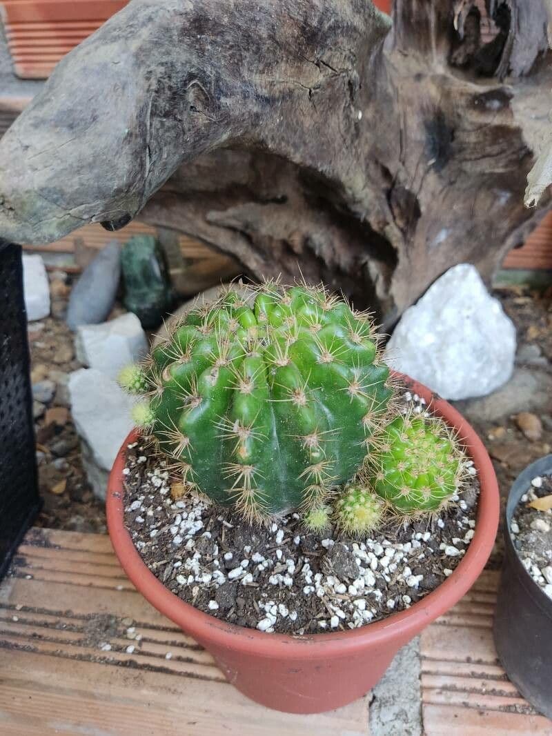 Echinopsis 12