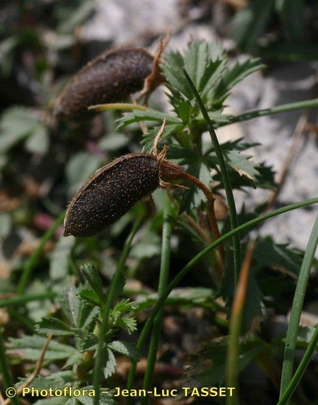 Ononis cristata