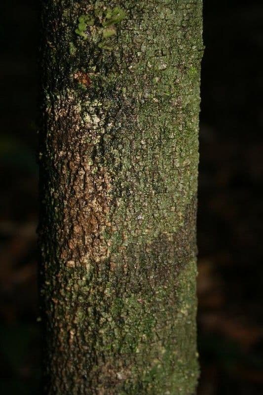 Cupania 8