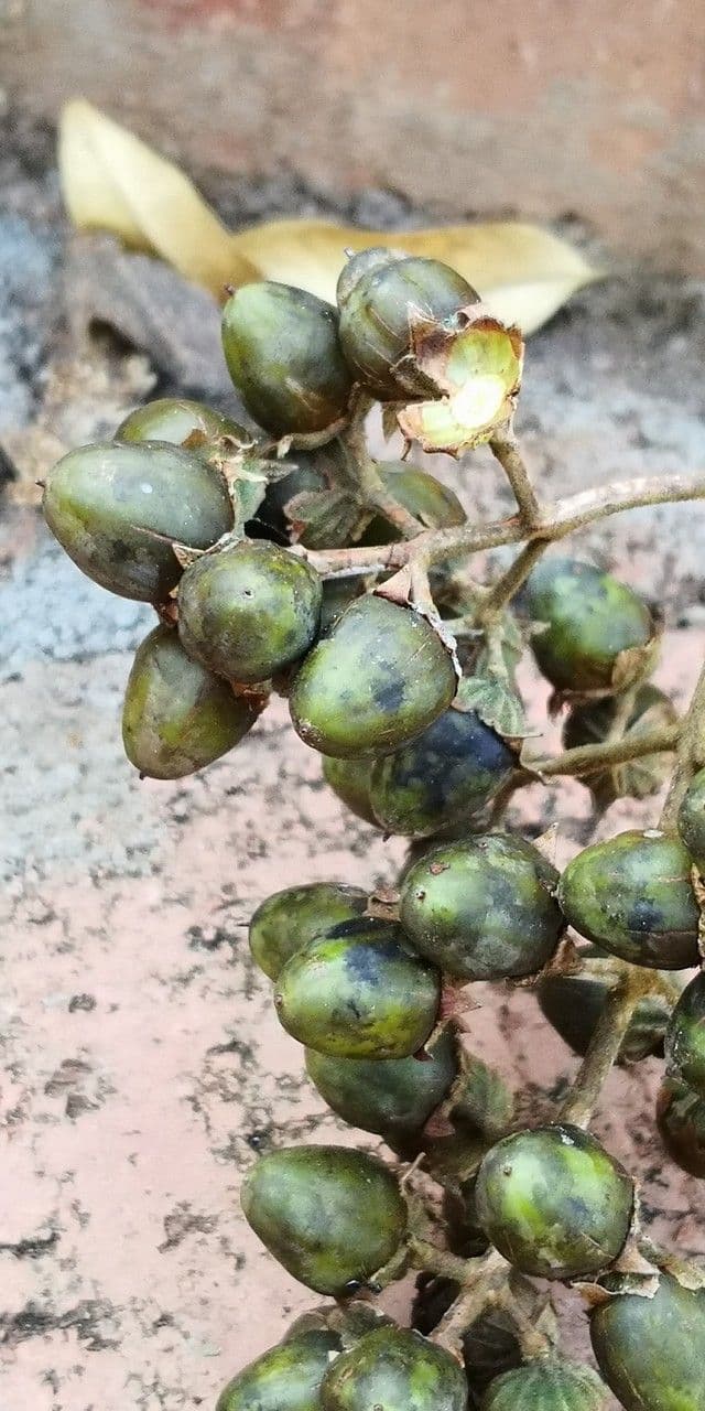 Lagerstroemia tomentosa 2