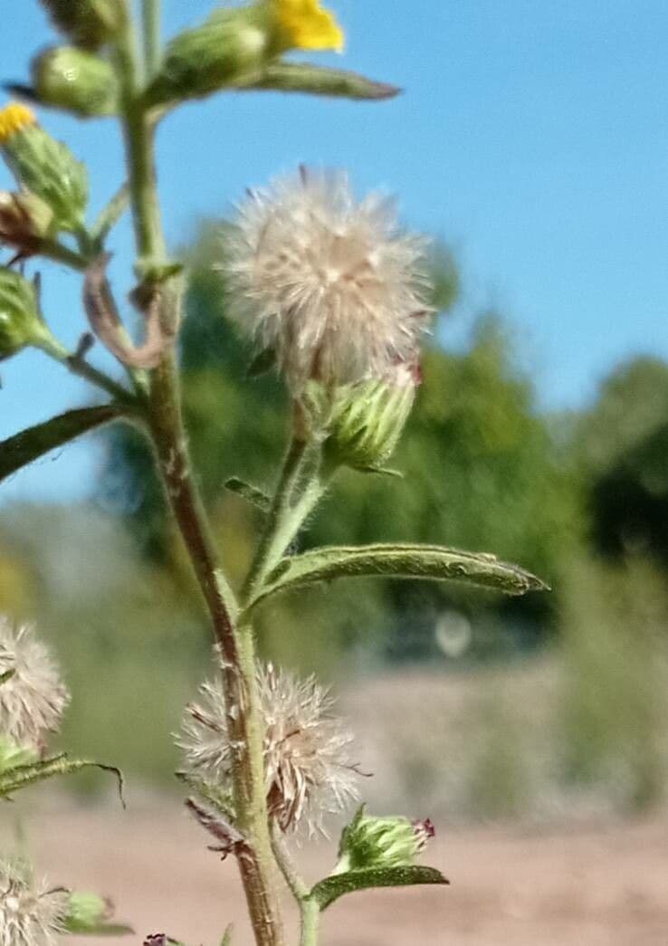 Inula fetida 3