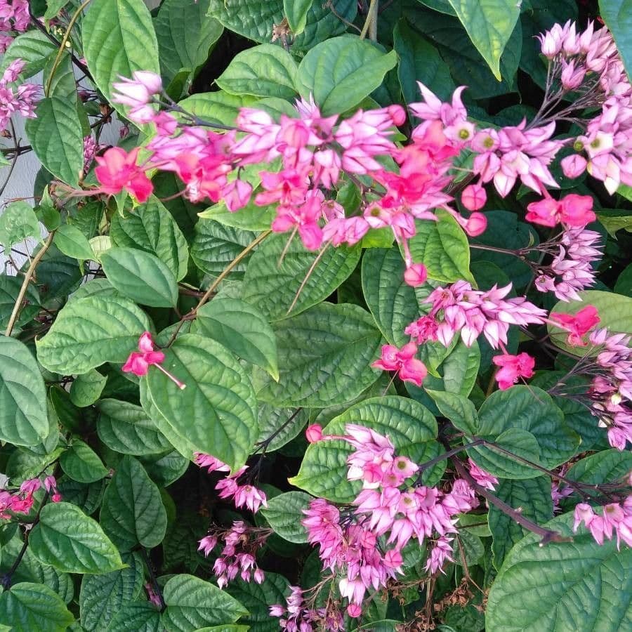 Clerodendro splendente 7