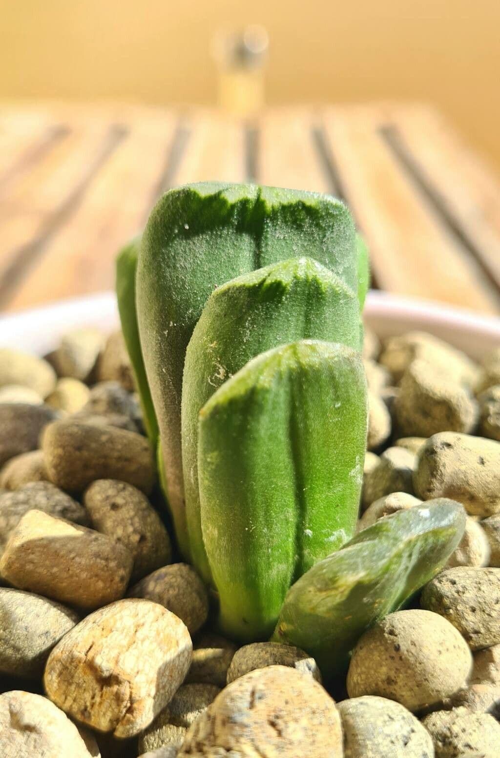 Haworthia 11