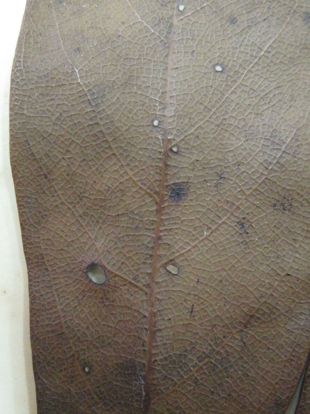 Ocotea 8