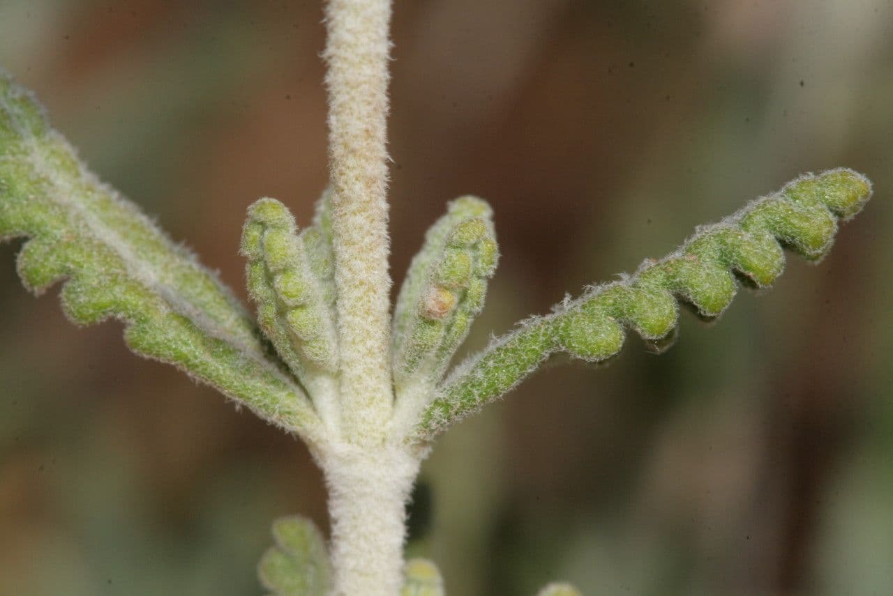 Teucrium 19