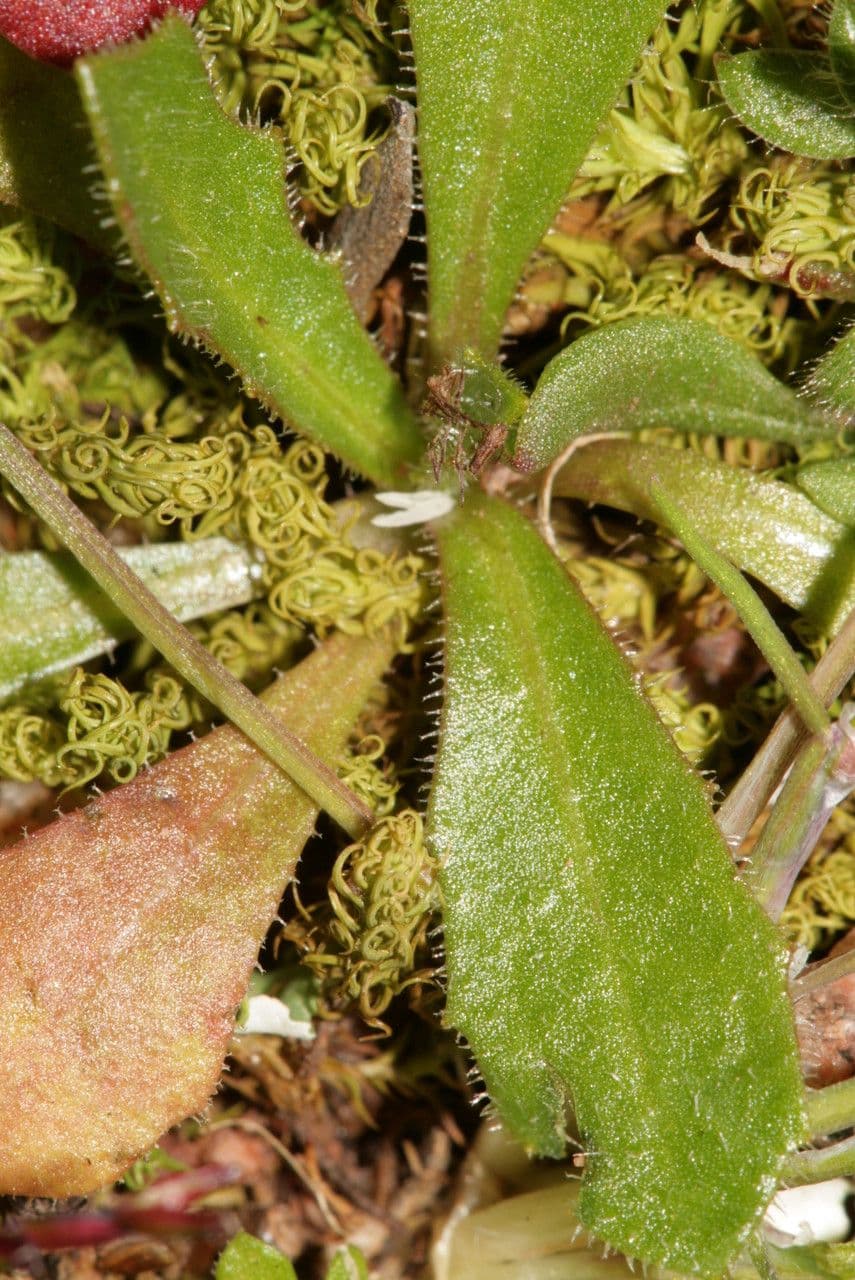 Röhrenohr 12