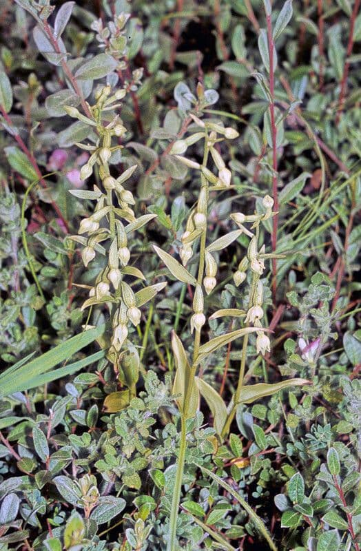 Epipactis 11