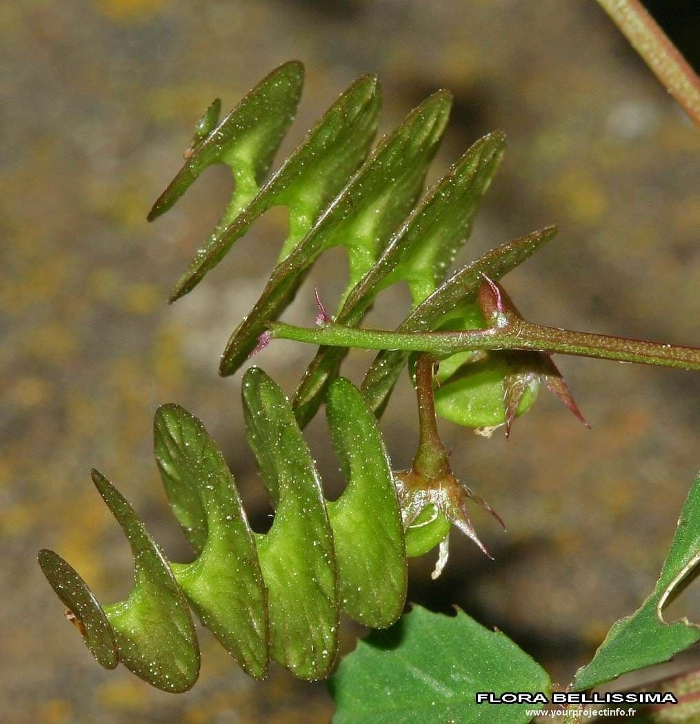 Erba medica orbicolare 12