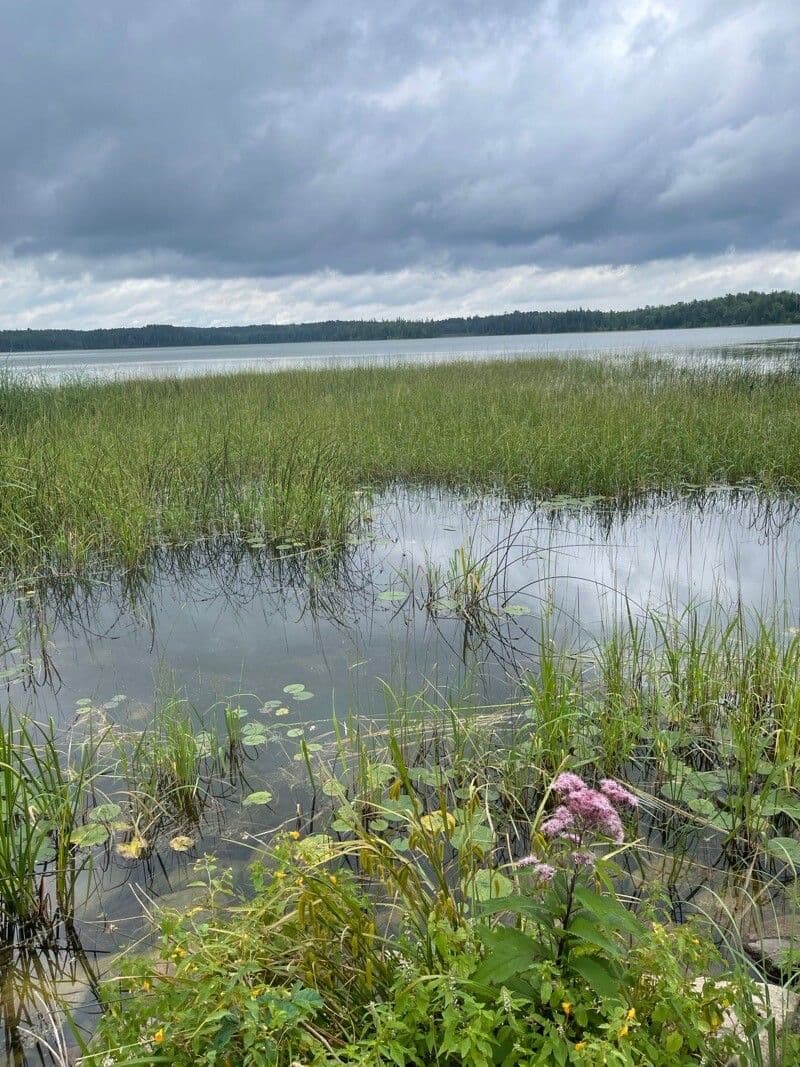 Smooth cordgrass 18