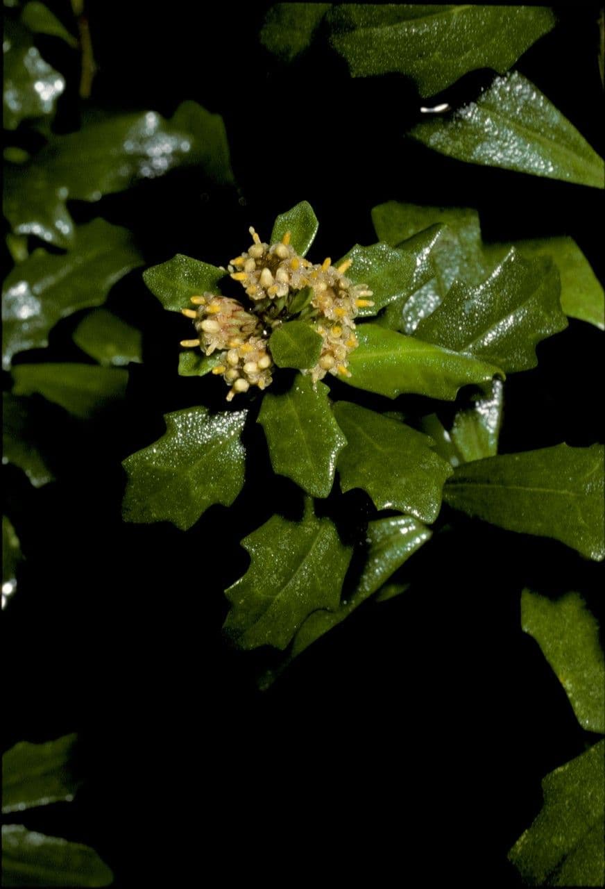 Baccharis