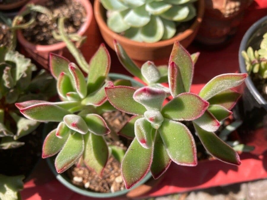Echeveria 14
