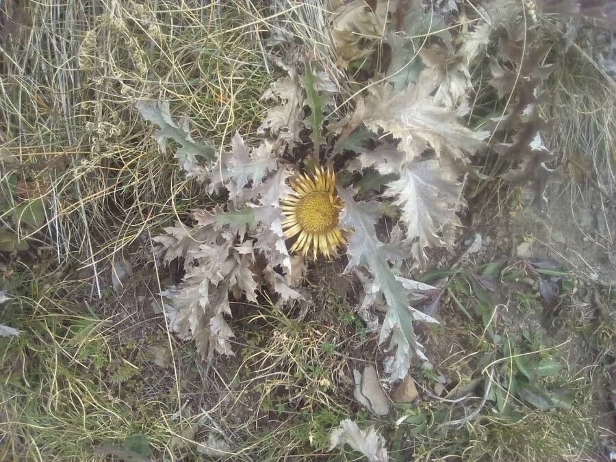 Akantusblättrige Eberwurz 10