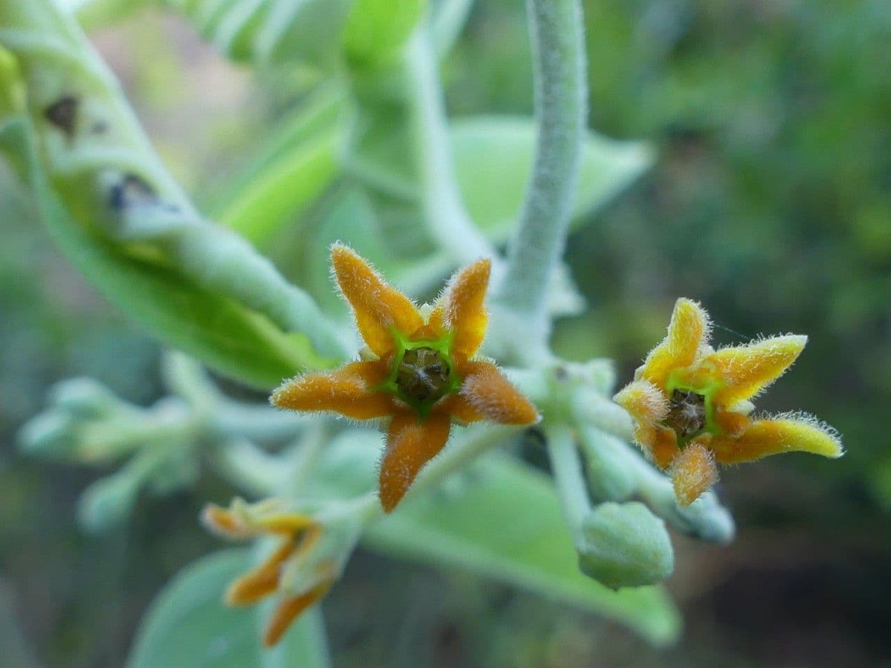 Leptadenia madagascariensis 3