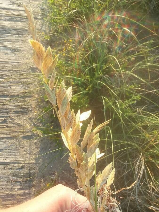 Avena marittima 4
