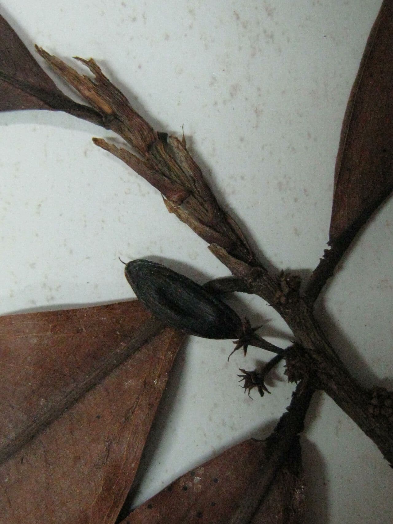Erythroxylum 4