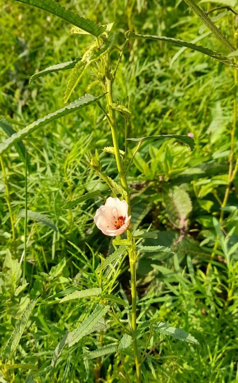 Pavonia hastata 13
