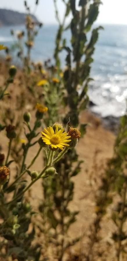 Eteroteca grandiflora 10