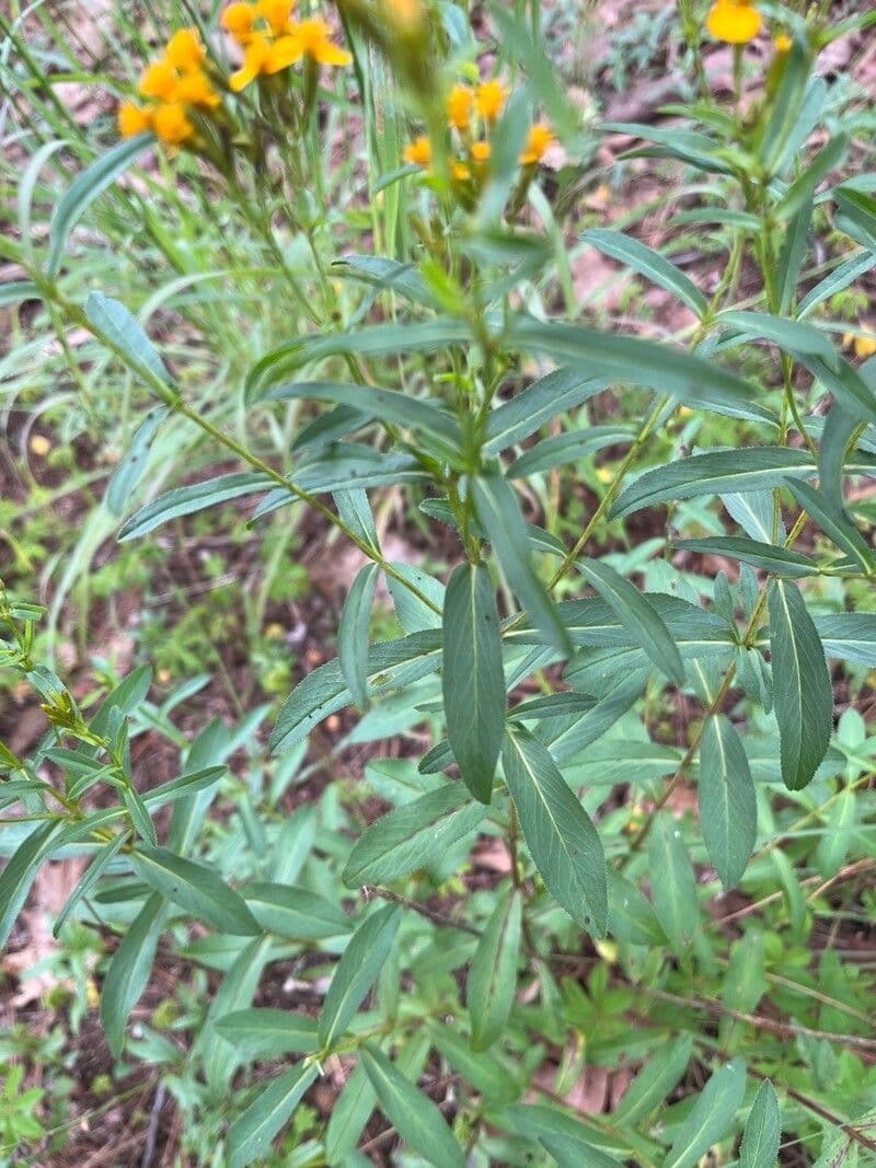Tagetes 14