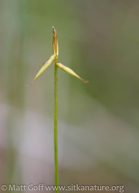 Carice pauciflora 22