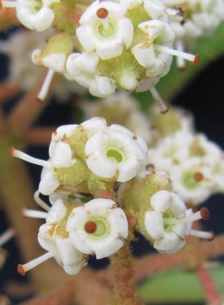 Miconia 6