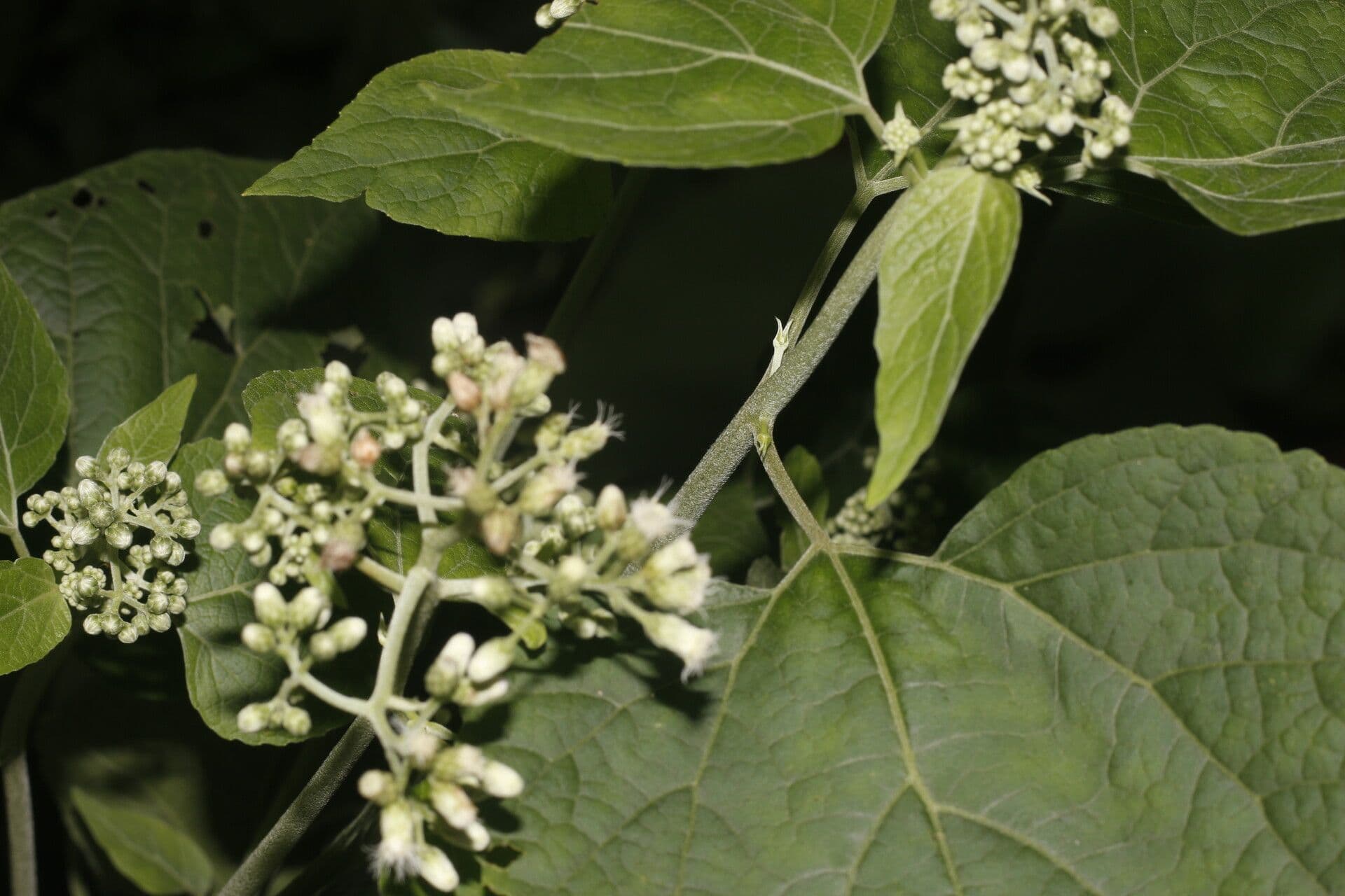 Hebeclinium 8