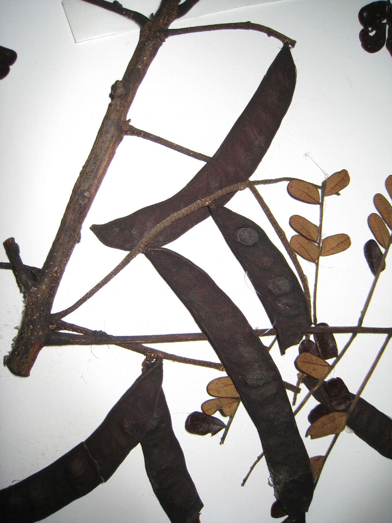 Stryphnodendron 2