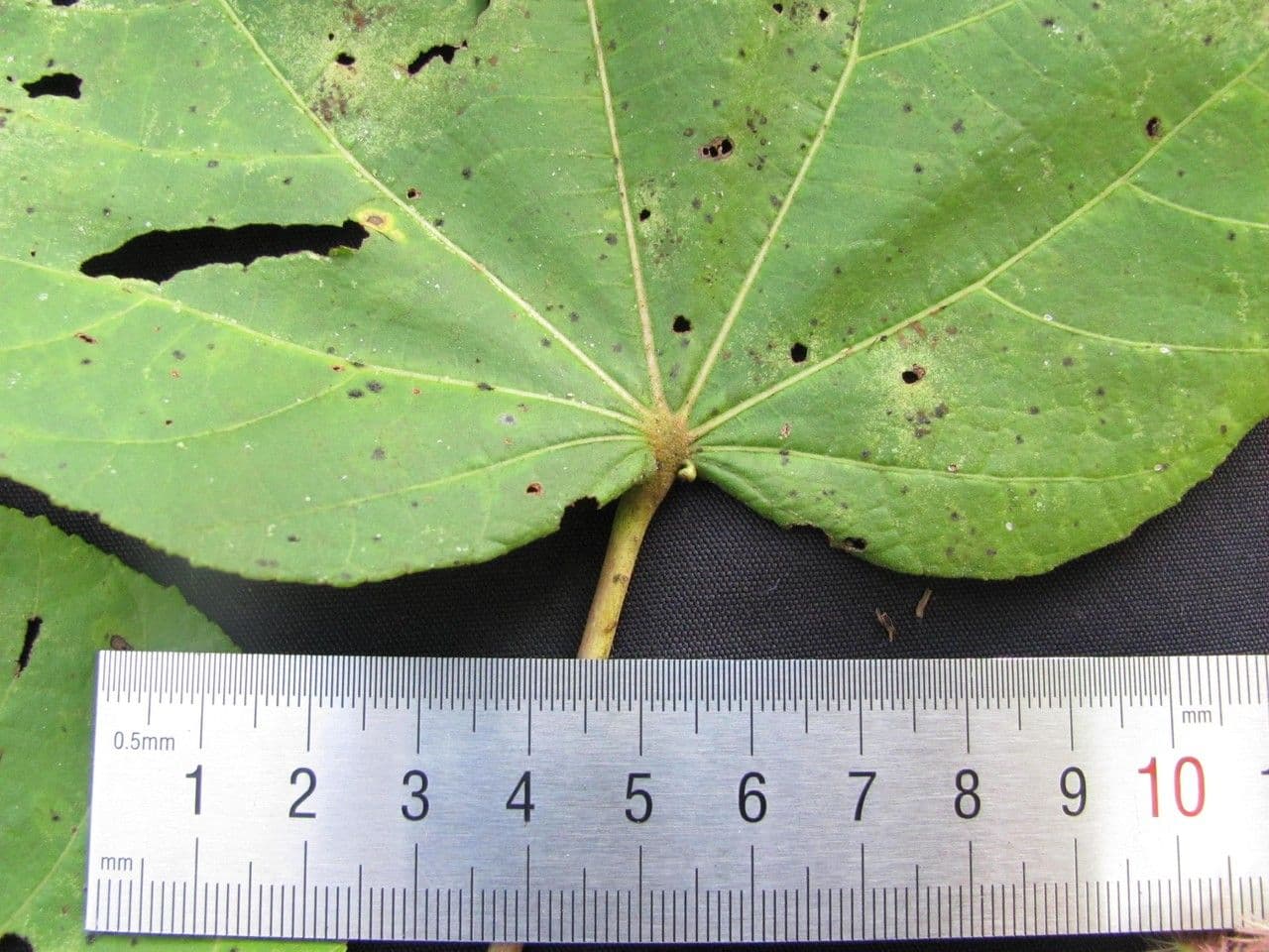 Heliocarpus 14