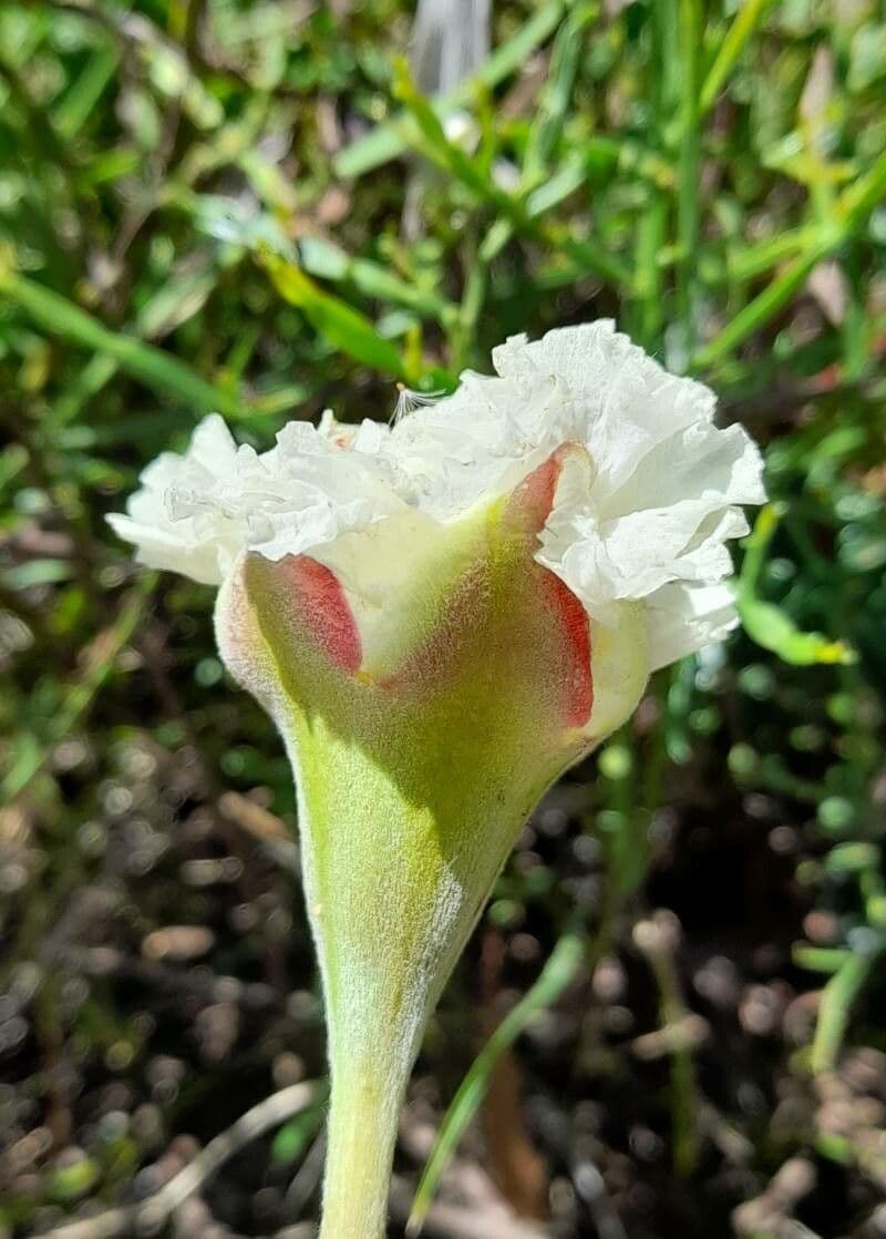 Mandevilla 3