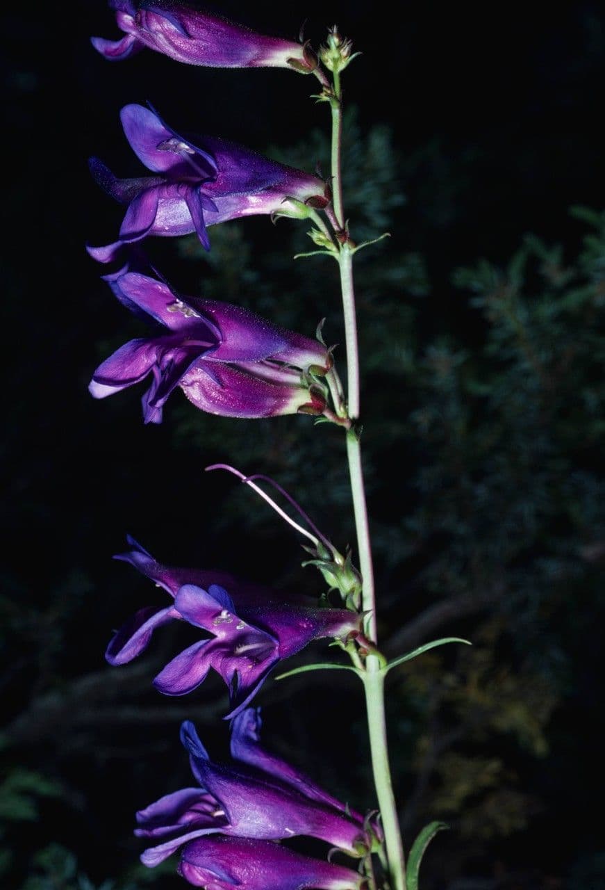 Penstemon liscio