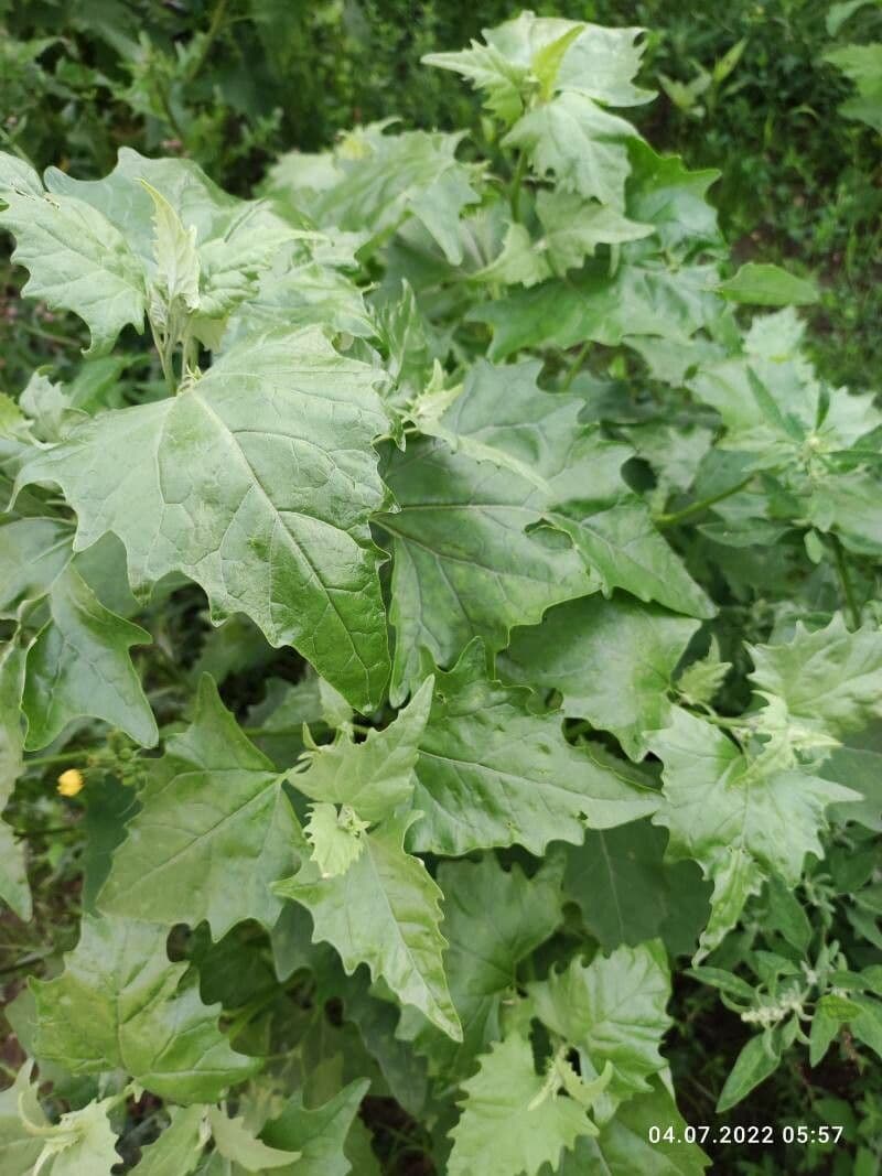 Atriplice sagittata 18