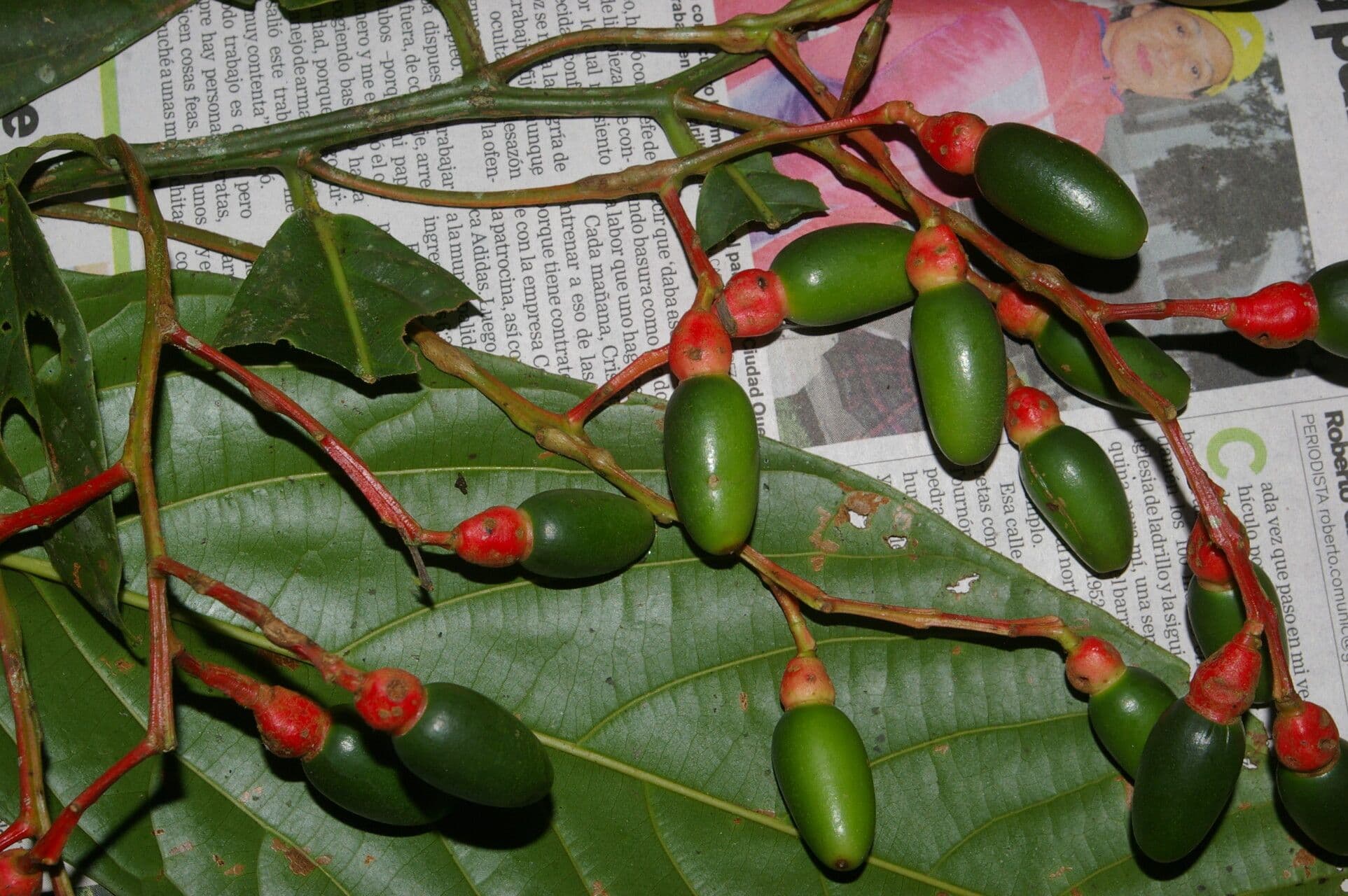 Ocotea atirrensis