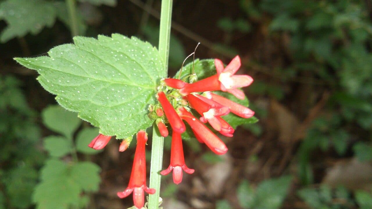 Russelia 9