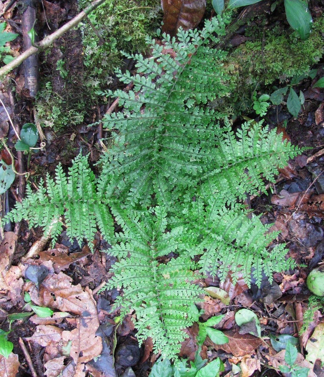Asplenium 4