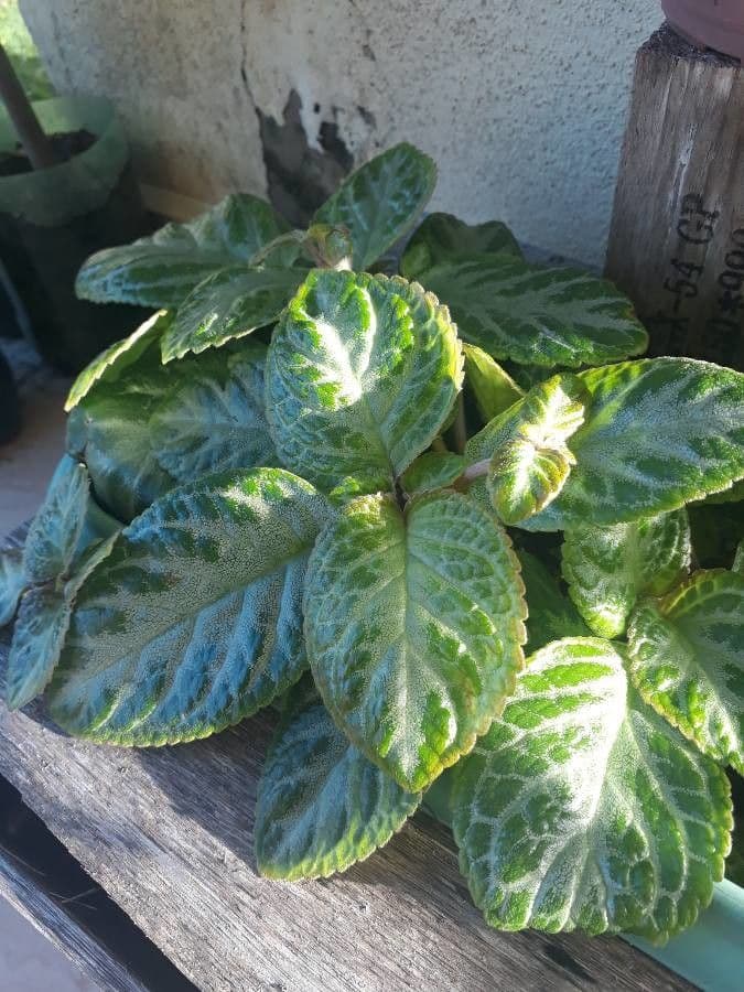 Episcia cupreata 12