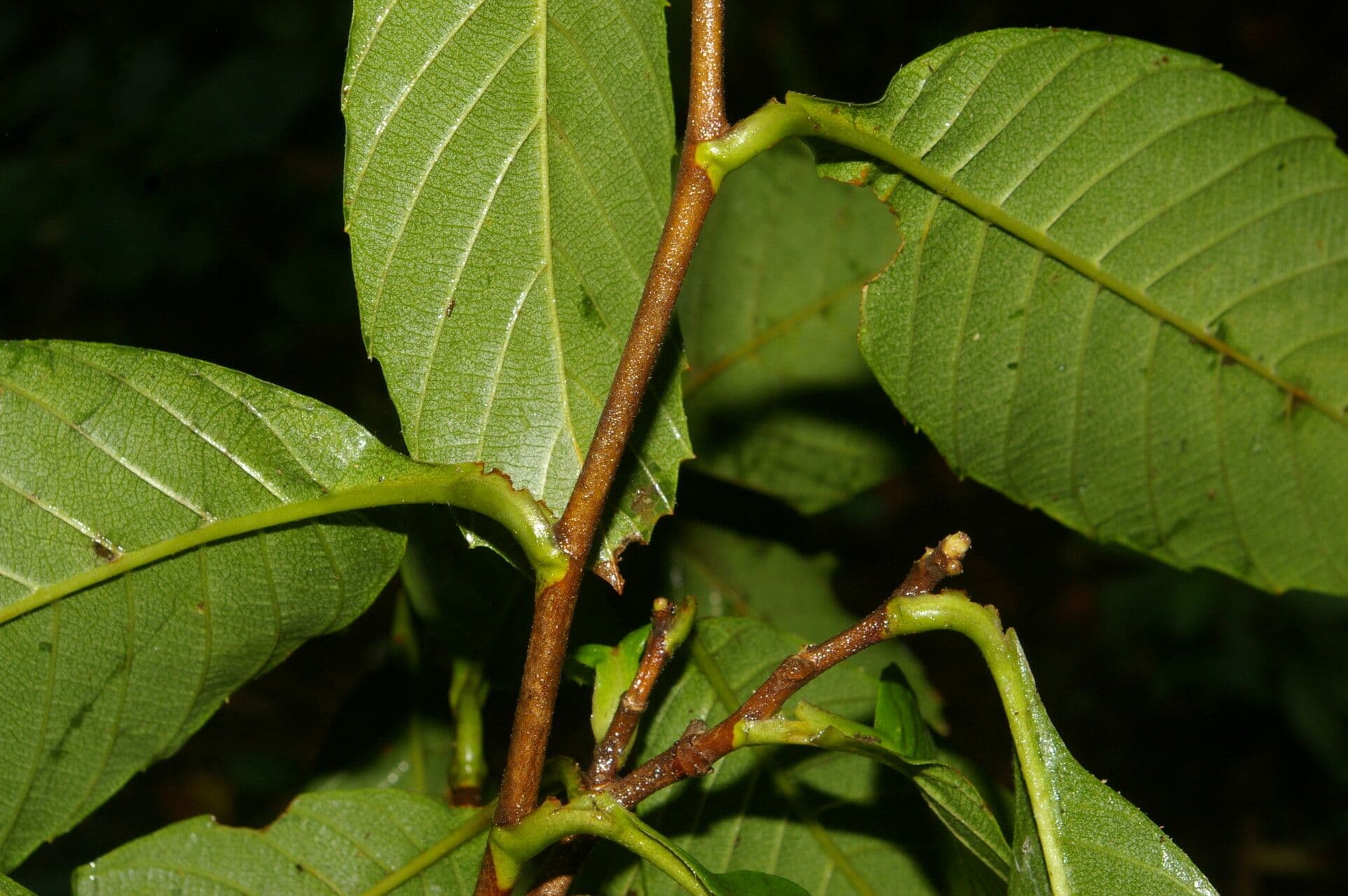 Tetracera 11
