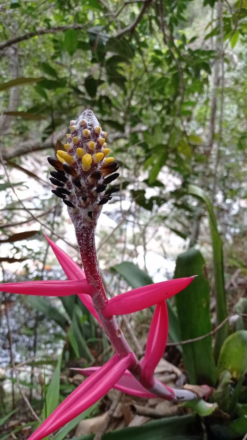 Bromelia di Lamarche