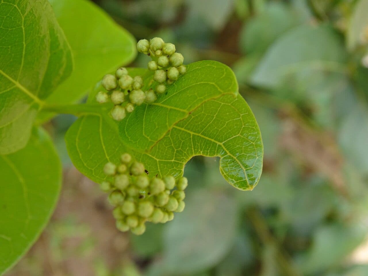 Icacina 4