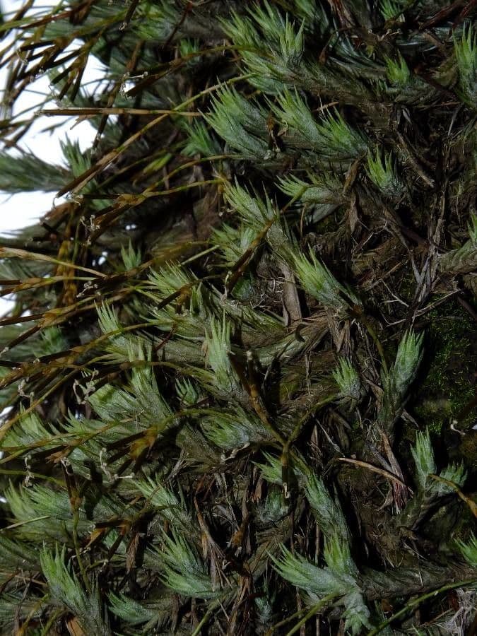 Tillandsia 17