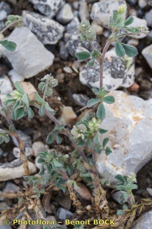 Medicago 8