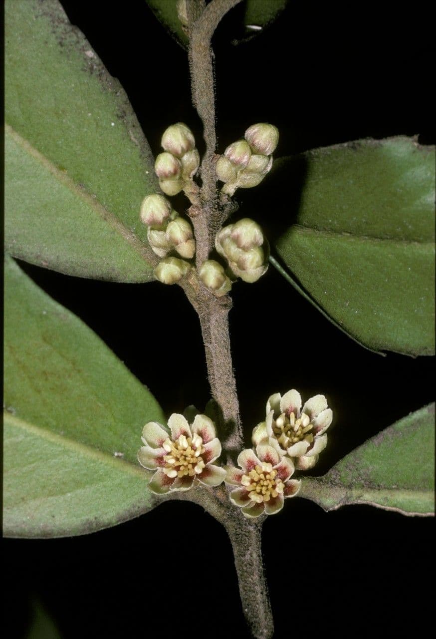 Tepa
