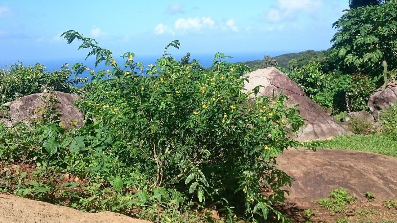 Cañandú 7