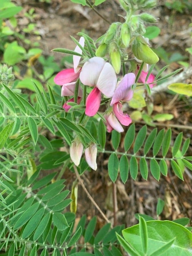 Tephrosia 5