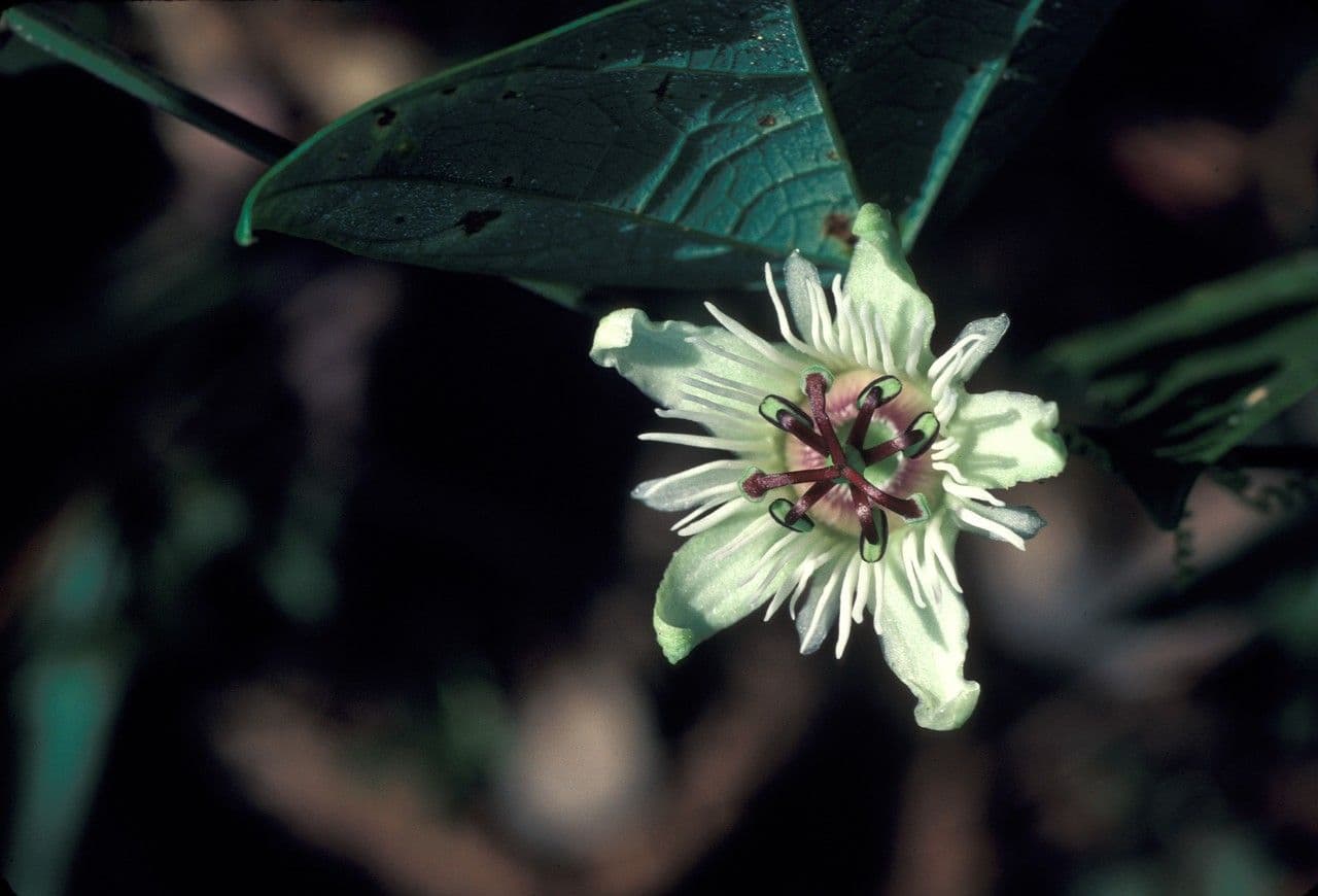Passiflora pipistrello