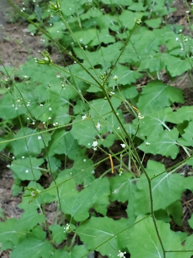 Adenocaulon bicolore 5