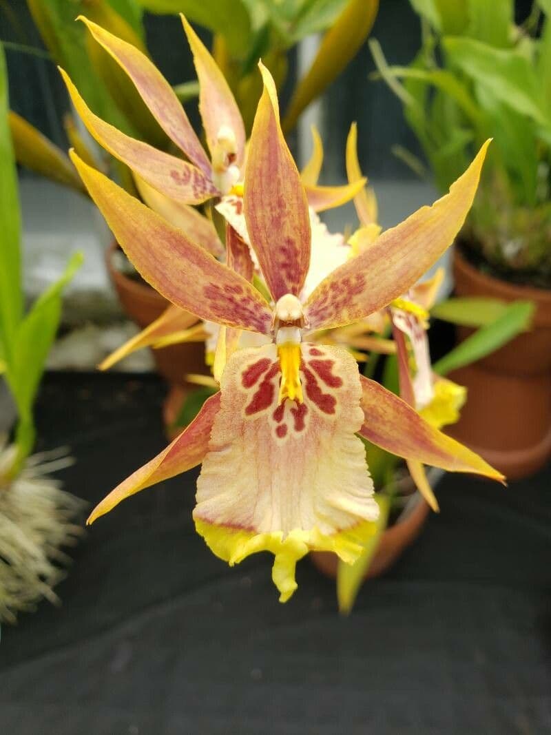 Orchidea 5