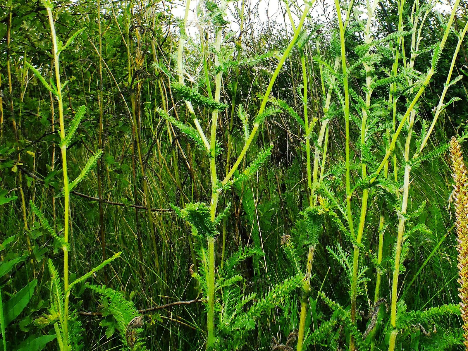 Rebríček obyčajný 11