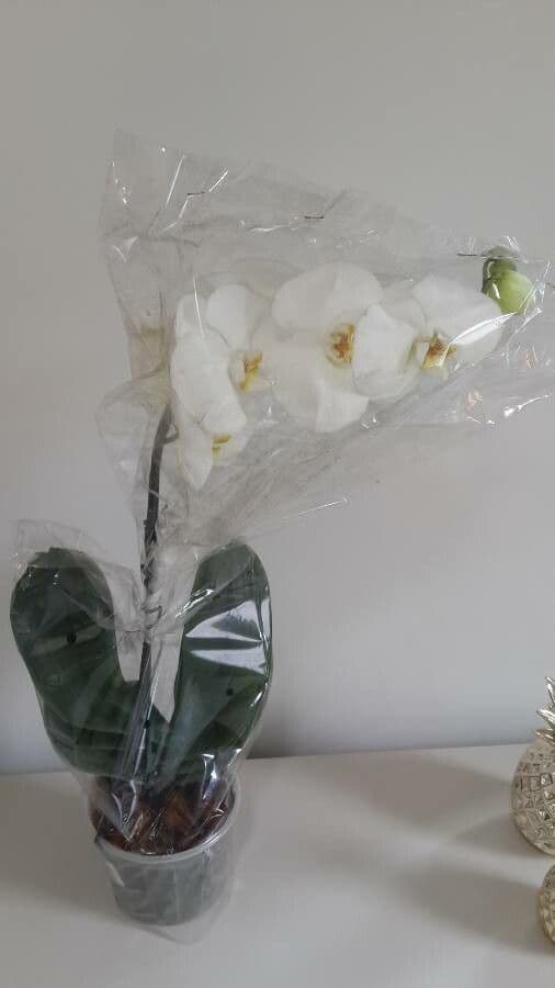 Orchidea farfalla 7