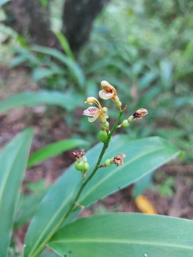 Alpinia 3